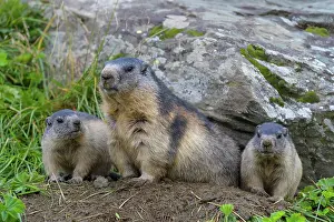 Xerinae: Alpine Marmot (Marmota marmota), adult with two