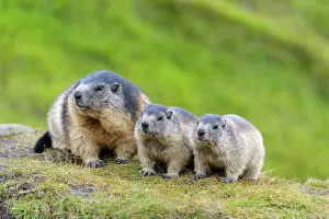 Xerinae: Alpine Marmot (Marmota marmota), adult with two