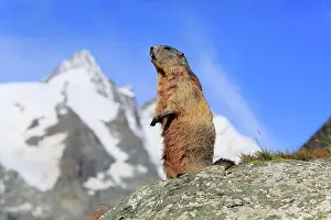 Gro Glockner: Alpine Marmot (Marmota marmota), adult, standing