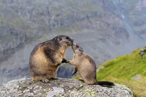 Xerinae: Alpine Marmot (Marmota marmota), adult with young
