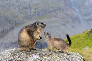 Xerinae: Alpine Marmot (Marmota marmota), adult with young