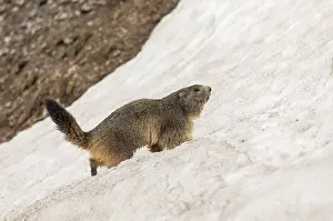 Marmot: Alpine marmot, Marmota marmota, climbing up snow