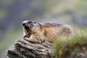 Marmot: Alpine Marmot (Marmota marmota), Grossglockner