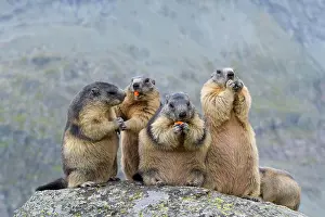 Xerinae: Alpine Marmot (Marmota marmota), group of animals