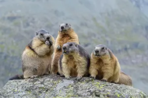 Xerinae: Alpine Marmot (Marmota marmota), group of animals
