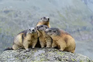 Xerinae: Alpine Marmot (Marmota marmota), group of animals