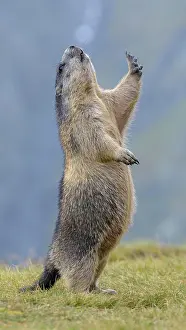Marmot: Alpine marmot (Marmota marmota), mating in a meadow