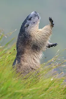 Marmot: Alpine marmot (Marmota marmota), mating in a meadow