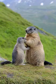 Xerinae: Alpine Marmot (Marmota marmota), mother with young