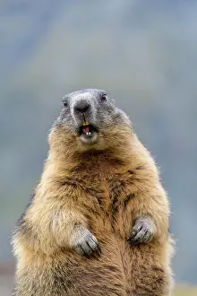 Xerinae: Alpine Marmot (Marmota marmota), portrait, Hohe