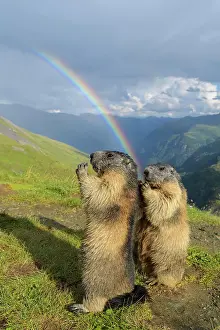 Prismatic: Alpine Marmot (Marmota marmota), two standing animals