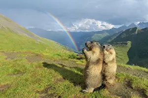 Prismatic: Alpine Marmot (Marmota marmota), two standing animals