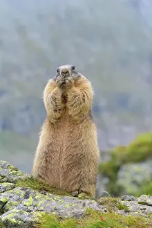 Xerinae: Alpine Marmot (Marmota marmota), standing, Hohe