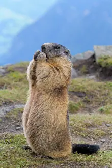 Xerinae: Alpine Marmot (Marmota marmota), standing, Hohe