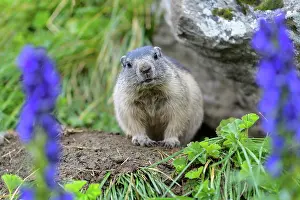 Xerinae: Alpine Marmot (Marmota marmota), young with Tauern
