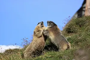 Confrontational: Alpine Marmot - pair fighting