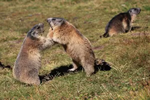 Confrontational: Alpine Marmot - pair fighting