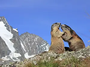 Confrontational: Alpine Marmot - pair fighting