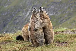 Huddled: Alpine Marmot - pair on hind legs