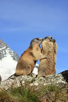 Huddled: Alpine Marmot - pair on hind legs together