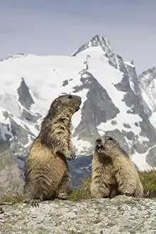 Marmots: Alpine Marmot - pair - Hohe Tauern National Park, Austria