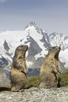 Marmot: Alpine Marmot - pair - Hohe Tauern National Park, Austria