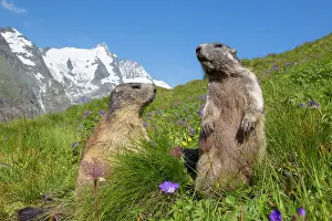 Marmot: Alpine Marmot - pair - Hohe Tauern National Park