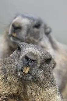 190219: Alpine Marmot - portrait - National Park Hohe Tauern