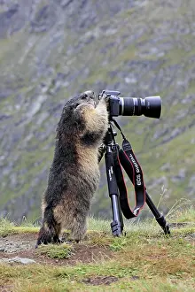 Cameras: Alpine Marmot - standing up at camera on tripod