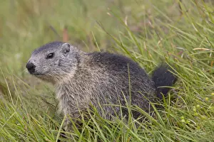 Marmots: Alpine Marmot - young marmot - Hohe Tauern National