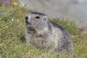 Marmot: Alpine Marmot - young marmot - Hohe Tauern National