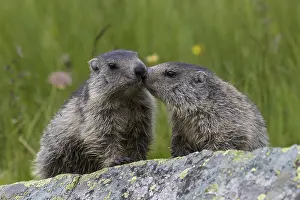 Marmots: Alpine Marmot - young marmots - Hohe Tauern National
