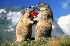 Marmots: Alpine Marmots two facing each other one holding red rose