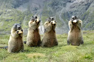 Marmot: Alpine Marmots (Marmota marmota) eat biscuits, G