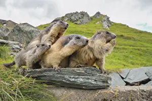 Marmot: Alpine Marmots (Marmota marmota) on rocks, National