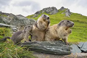 Marmot: Alpine Marmots (Marmota marmota) on rocks, National