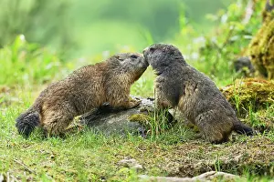 Marmot: Two Alpine marmots (Marmota marmota), sniffing each