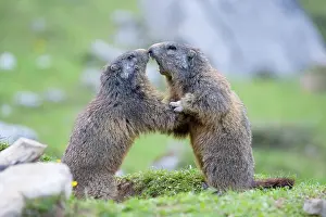 Marmots: Two Alpine Marmots (Marmota marmota), young animals