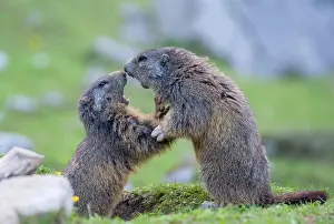 Marmots: Two Alpine Marmots (Marmota marmota), young animals