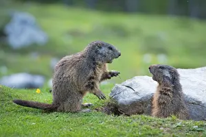 Attack: Two Alpine Marmots (Marmota marmota), young animals