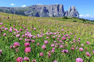 Limestone: Alpine meadow with flowers in front of mountains