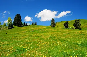 Dandelion: Alpine meadow in summer, above the Alpsee lake near