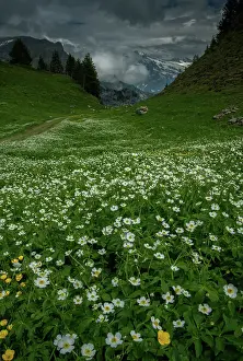 Cover: Alpine meadows full of Aconite-leaved buttercup