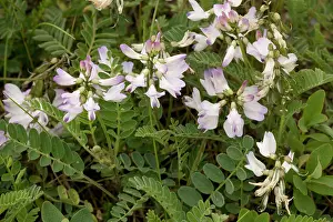 Vetch: Alpine milk-vetch