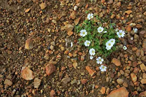 Landmannalaugar: Alpine Mouse-ear