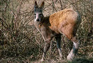 Musk: Alpine Musk Deer - male in captivity