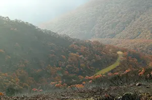 Wildfires: Alpine National Park