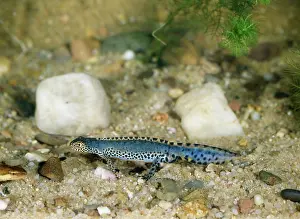 Ursula Curth: ALPINE NEWT