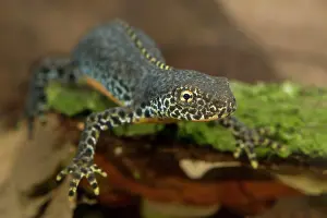 Lurch: Alpine Newt
