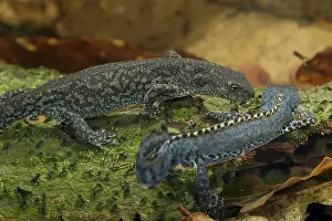 Ffwet: Alpine Newt